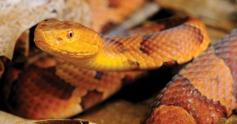 NC leads the nation in snakebites per capita, but not in fatal bites