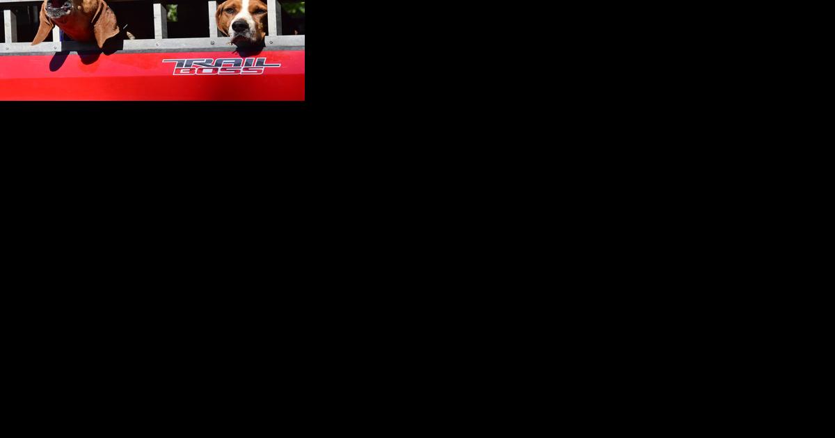 Plott-Tober-Fest draws national competition for plott hounds - Vimarsana News