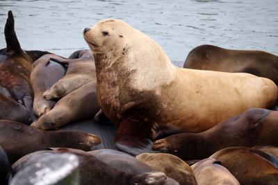 US-NEWS-ENV-SANFRANCISCO-SEALION-SJ