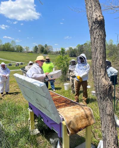 Free course about beekeeping starts Saturday