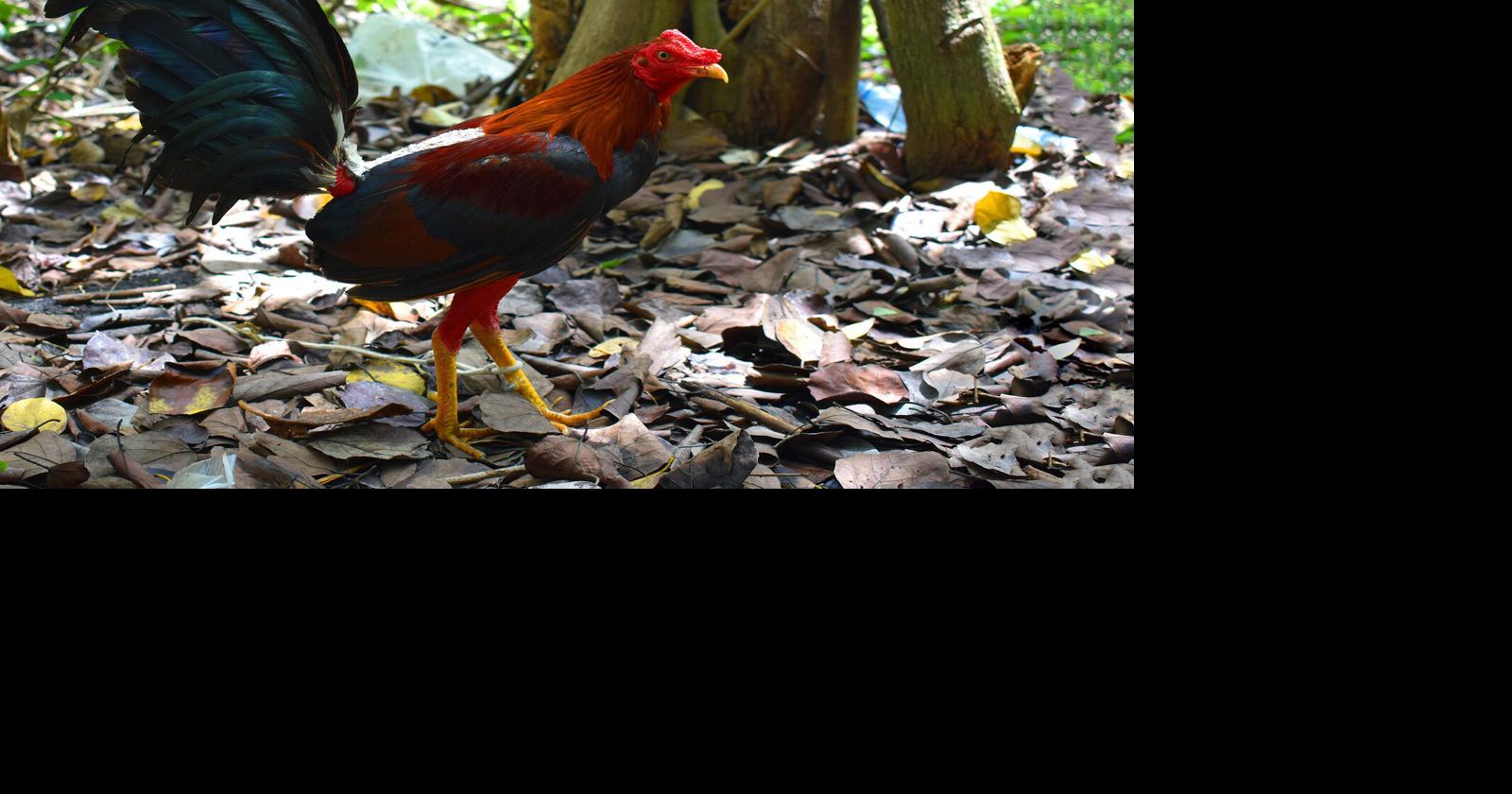 Join the Leading Cockfighting Community on thomotv The Ultimate Online Destination for Cockfighting Enthusiasts