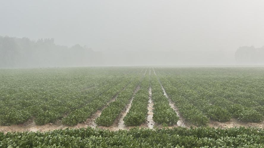 NC Crop Update 7 Peanut Notes No. 167 2026