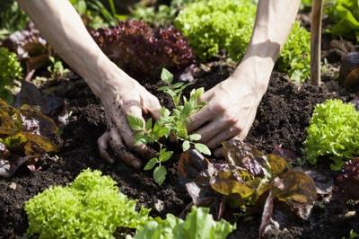 When it comes to both financial ambitions and garden plans, big goals can take years to accomplish.