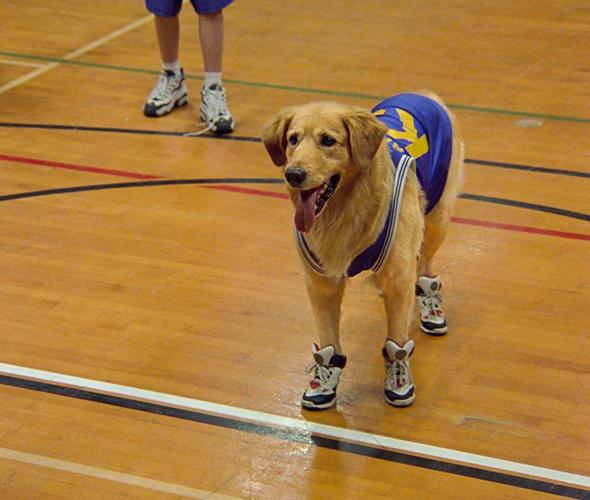 Air Bud