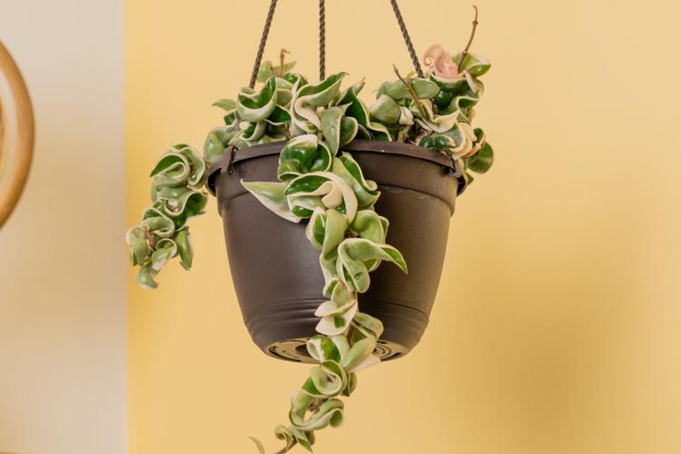 Gardening-Succulents-Krinkle Kurl
