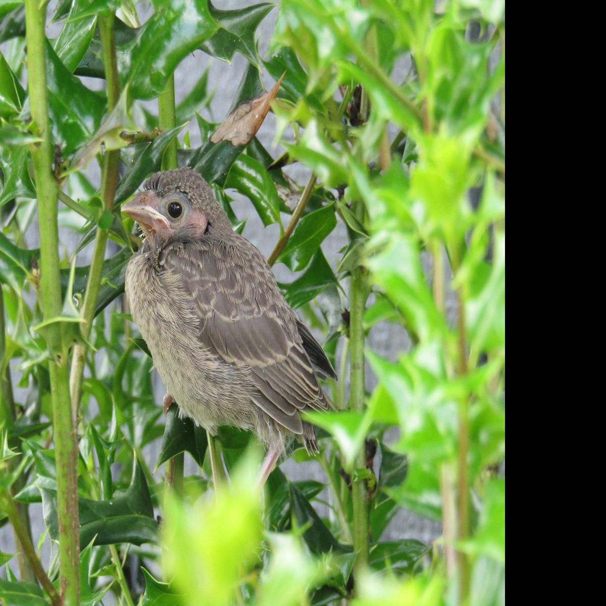 For The Birds Young Birds Complicate The Process Of Bird Identification Local News Mcdowellnews Com