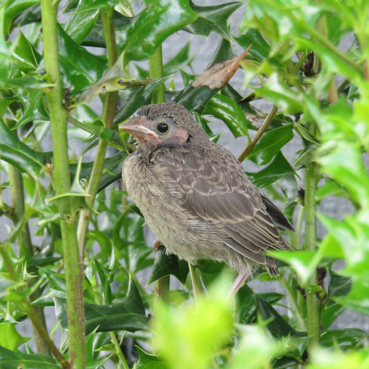 For The Birds Young Birds Complicate The Process Of Bird Identification Local News Mcdowellnews Com For The Birds Young Birds Complicate The Process Of Bird Identification Local News Mcdowellnews Com
