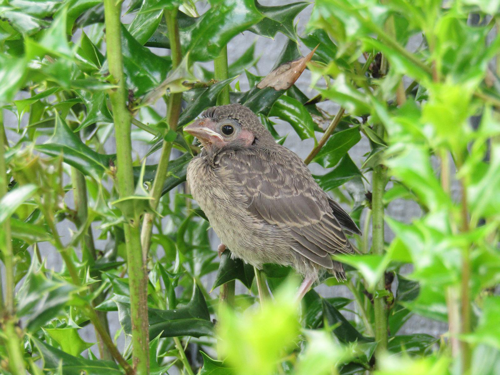 Baby Bird Identification Gallery