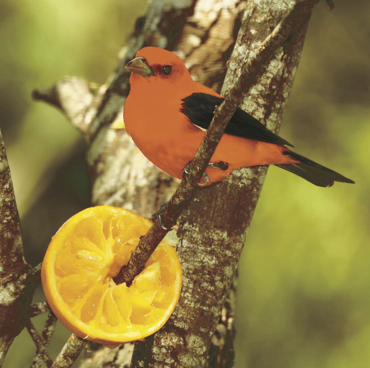 30 Bird Column Scarlet Tanager.jpg