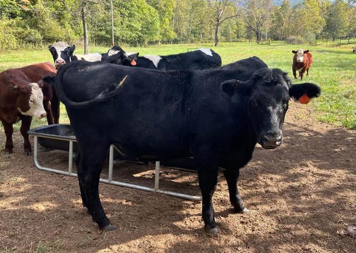 English Cattle Company 12.jpg