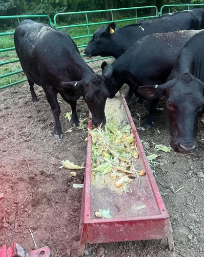 English Cattle Company 11.jpg