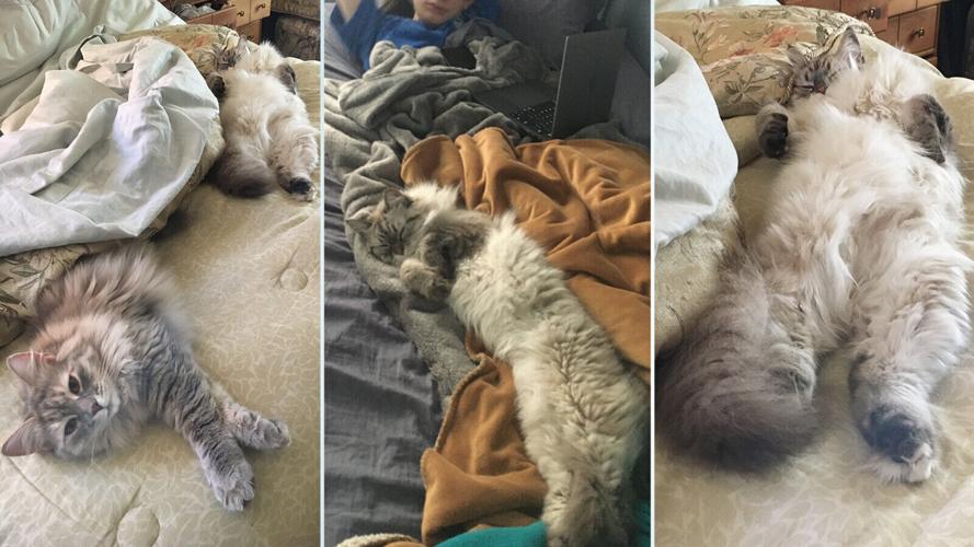 Is sleeping with your pets good for them -- or you? Experts weigh in