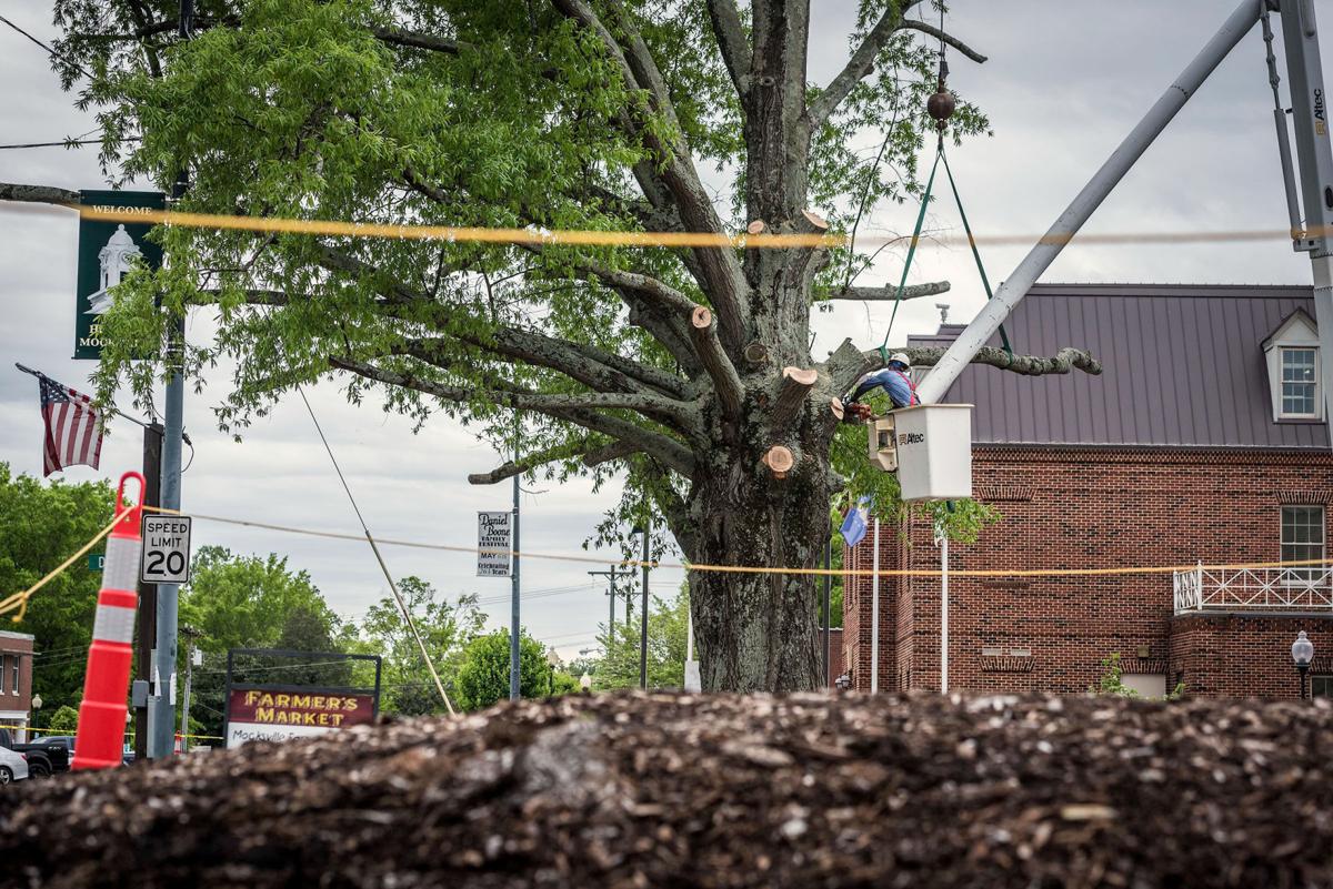 20170419w_nws_trees