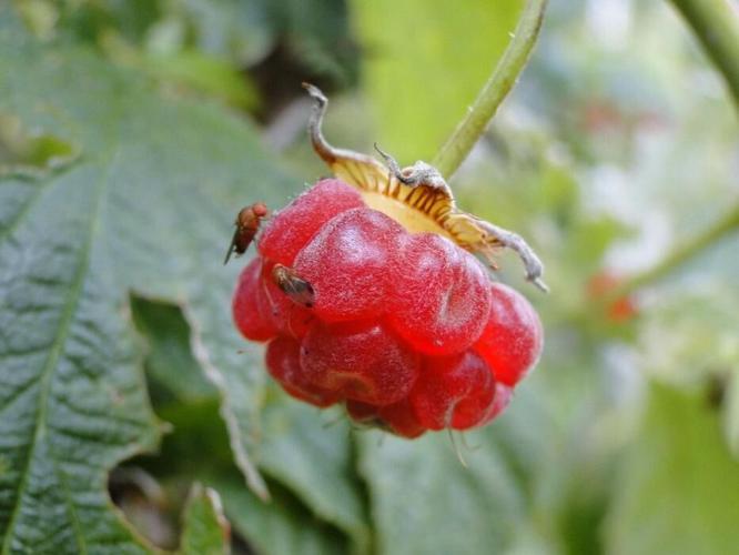 From Backyard Fruit to Breakthrough Findings: Extension Master Gardener Volunteers Advance Invasive Pest Research