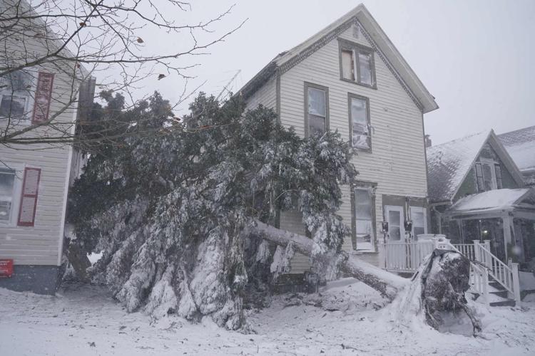 Fallen tree