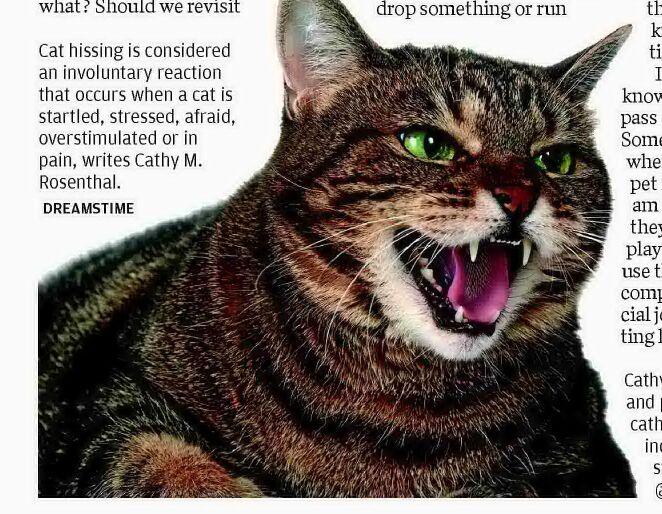 What it means when cats hiss
