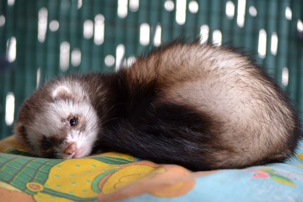 cat litter for ferrets