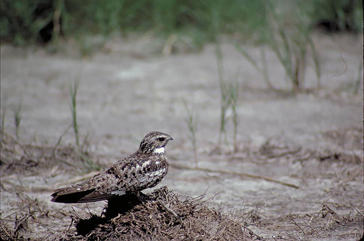 Bird Column Nighthawk.jpg