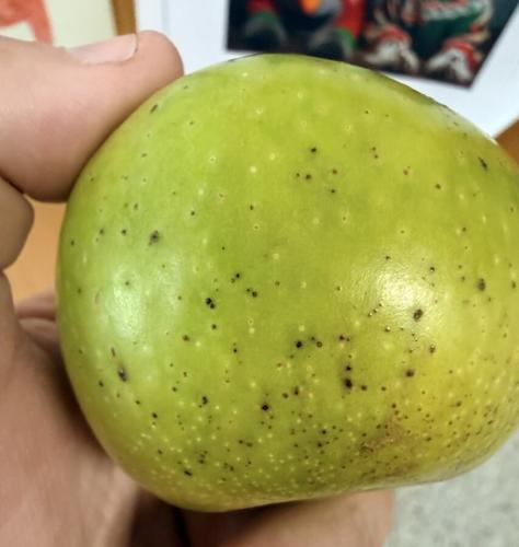 Apple Disease Update: Week of July 12, 2026
