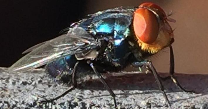 North Carolina adds animal rules as screwworm returns to U.S.