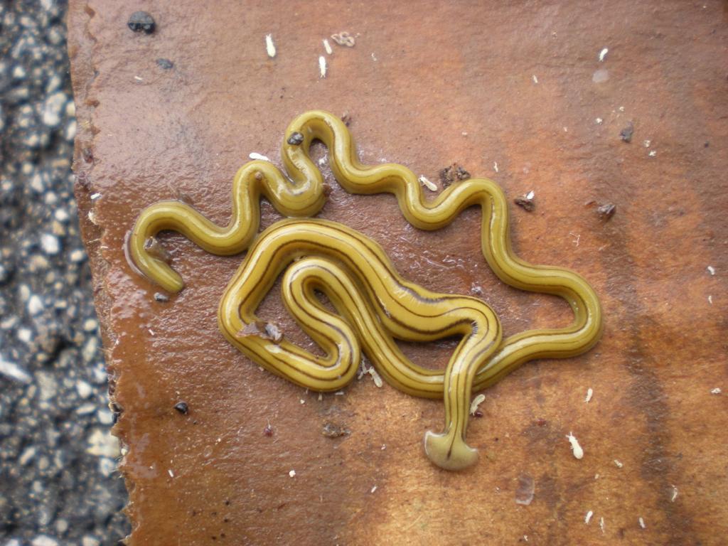 A Tail Of Horror Coming Soon To A Garden Near You Zoology