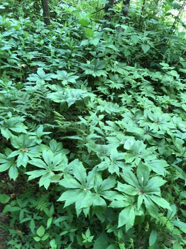 WNC Afield: There's history in every step on the South Toe