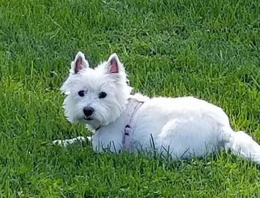 Sugarbear’s Sweet Retreat dog boarding opens in McDowell