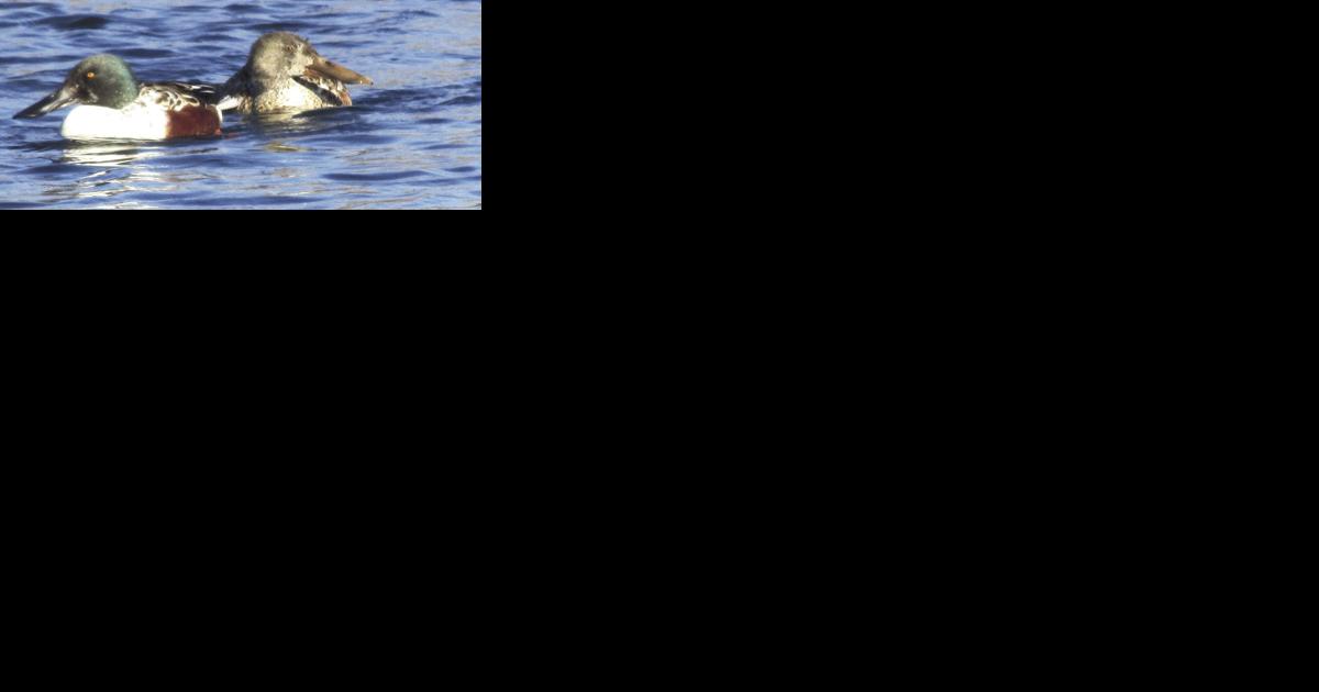Fewer ducks may fly south this winter - Vimarsana News