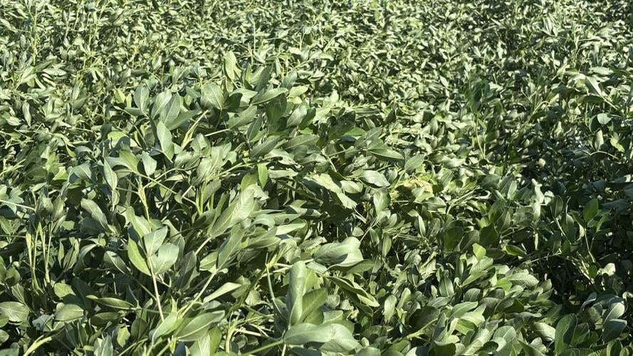 NC Crop Update 11 September 23 Peanut Notes No. 239 2026