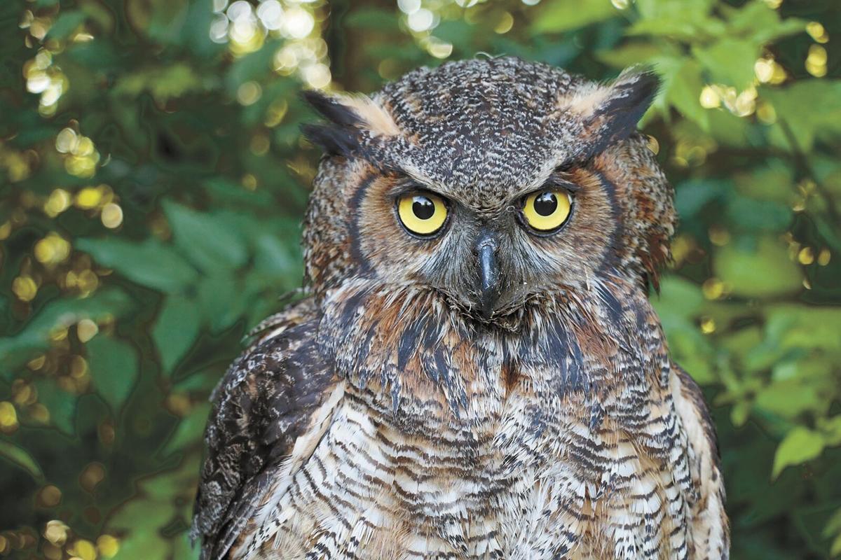 Owl.jpg