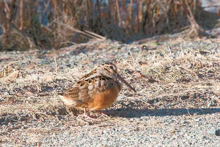 American Woodcock1.jpg