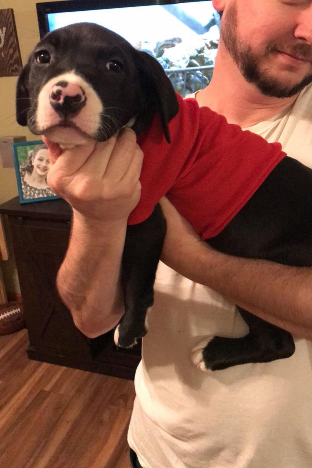 Mcdowell Rutherford Animal Rescue Groups To Hold Puppy Bowl Mmn