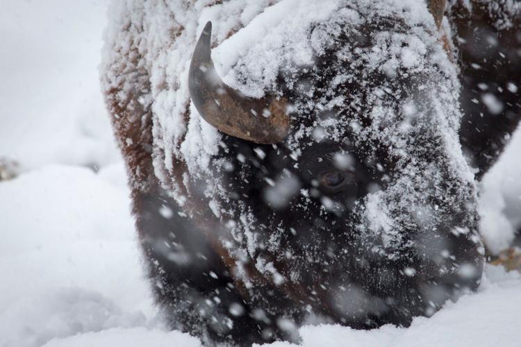 Bison close up in a snow storm in Yellowstone National Park.