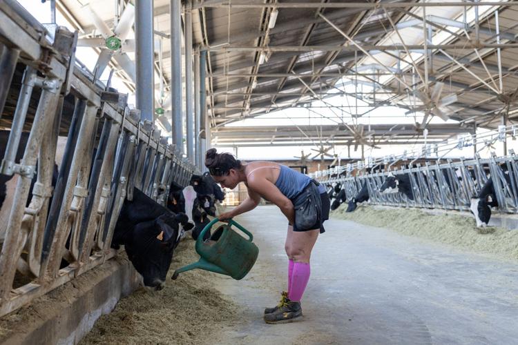 Extreme heat threatens Italy's Parmesan heartland