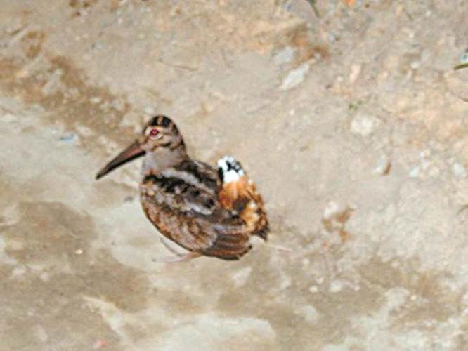 American Woodcock2.jpg