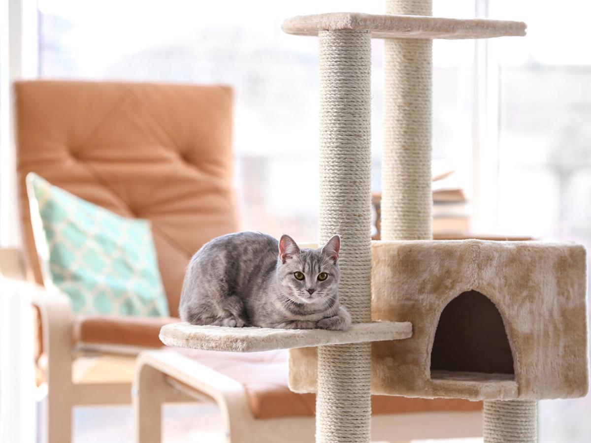 Cute funny cat and tree in room