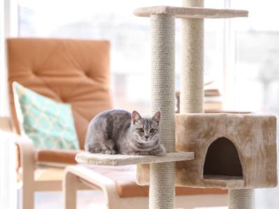 Cute funny cat and tree in room