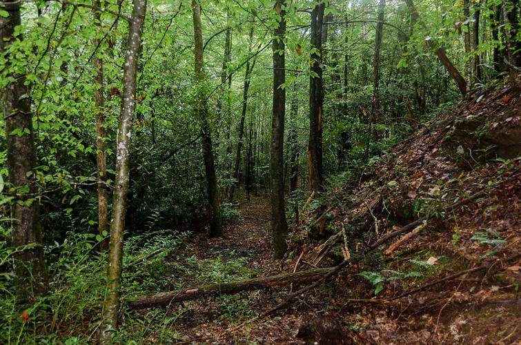 Final acquisitions completed for Bobs Creek State Natural Area in McDowell County