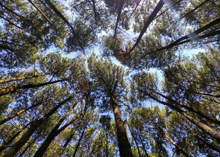 White pine tree (copy)
