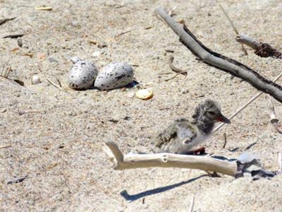 20 shore American-Oystercatcher-Chick-Egg-Annika-Andersson_ADJ.jpg