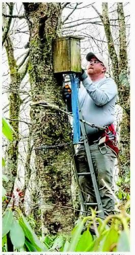 9 flying squirrels counted at Grandfather Mountain