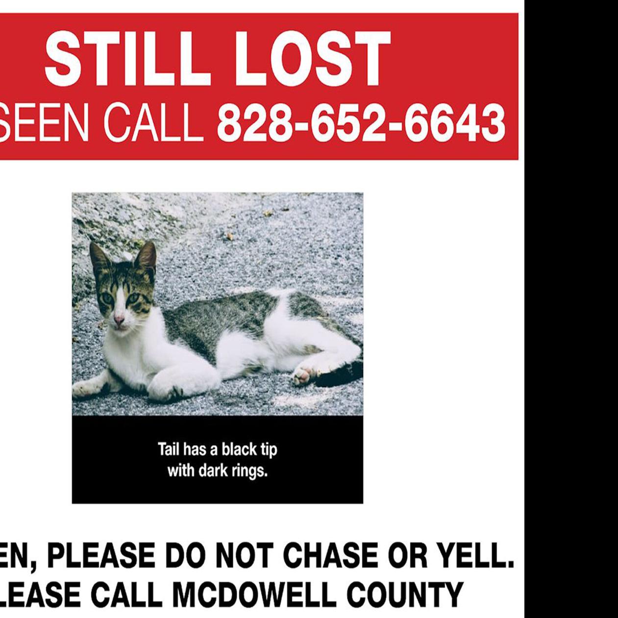 Missing Pets Update All Dogs Found Cat Still On The Run After Aspca Transport Crash In Mcdowell Local News Mcdowellnews Com