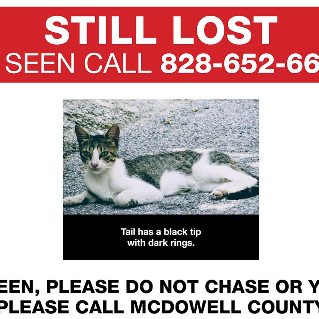 Missing Pets Update All Dogs Found Cat Still On The Run After Aspca Transport Crash In Mcdowell Local News Mcdowellnews Com Missing Pets Update All Dogs Found Cat Still On The Run After Aspca Transport Crash In Mcdowell Local News Mcdowellnews Com