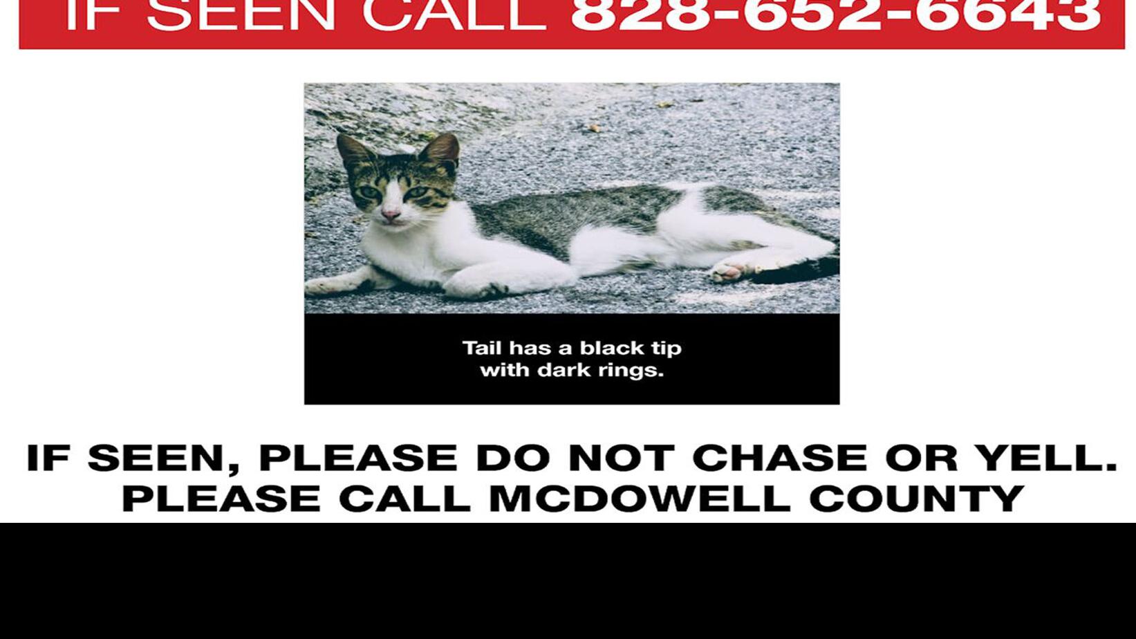 Missing Pets Update All Dogs Found Cat Still On The Run After Aspca Transport Crash In Mcdowell Local News Mcdowellnews Com