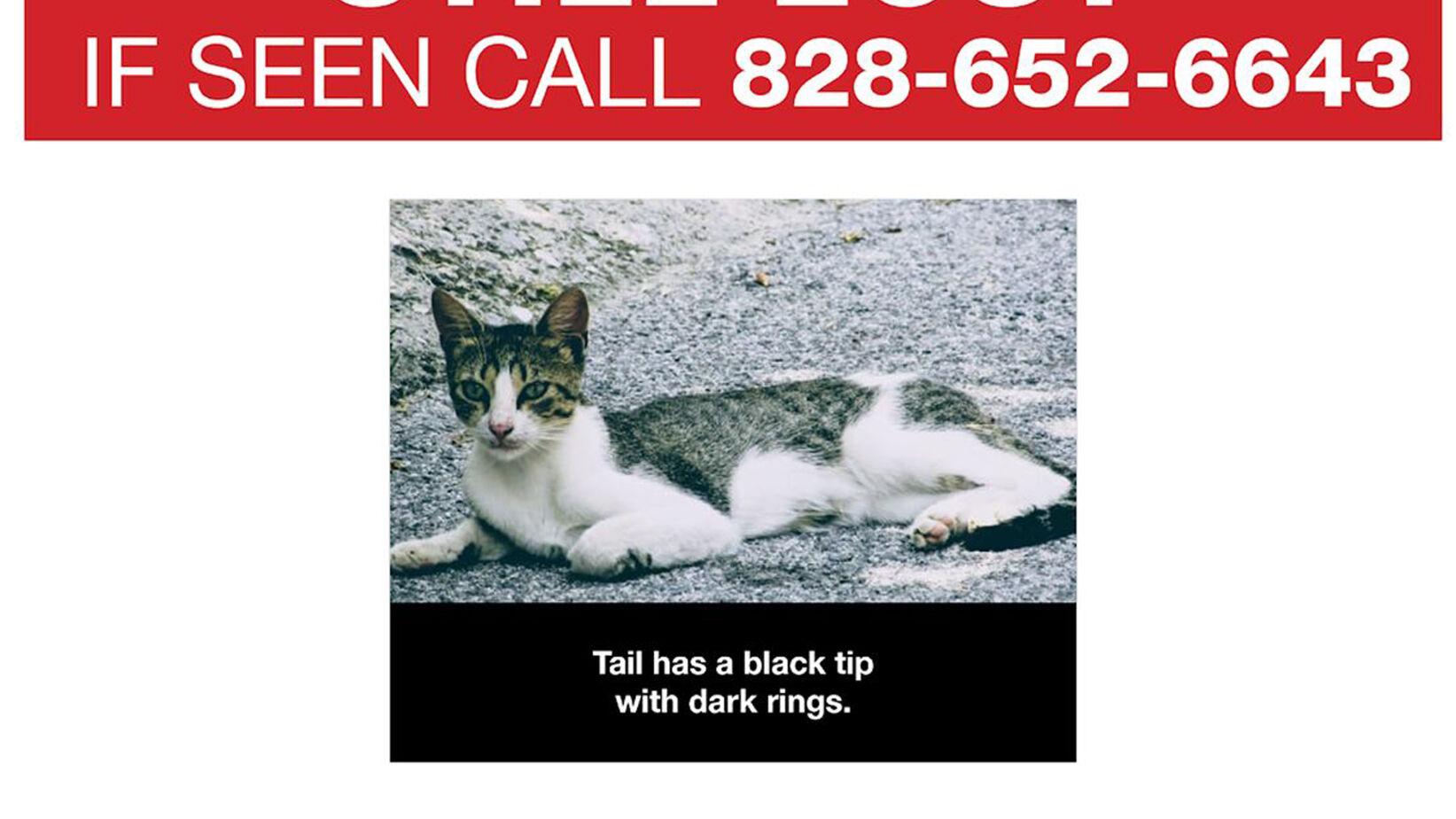 Missing Pets Update All Dogs Found Cat Still On The Run After Aspca Transport Crash In Mcdowell Local News Mcdowellnews Com Missing Pets Update All Dogs Found Cat Still On The Run After Aspca Transport Crash In Mcdowell Local News Mcdowellnews Com