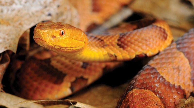 copperhead snake