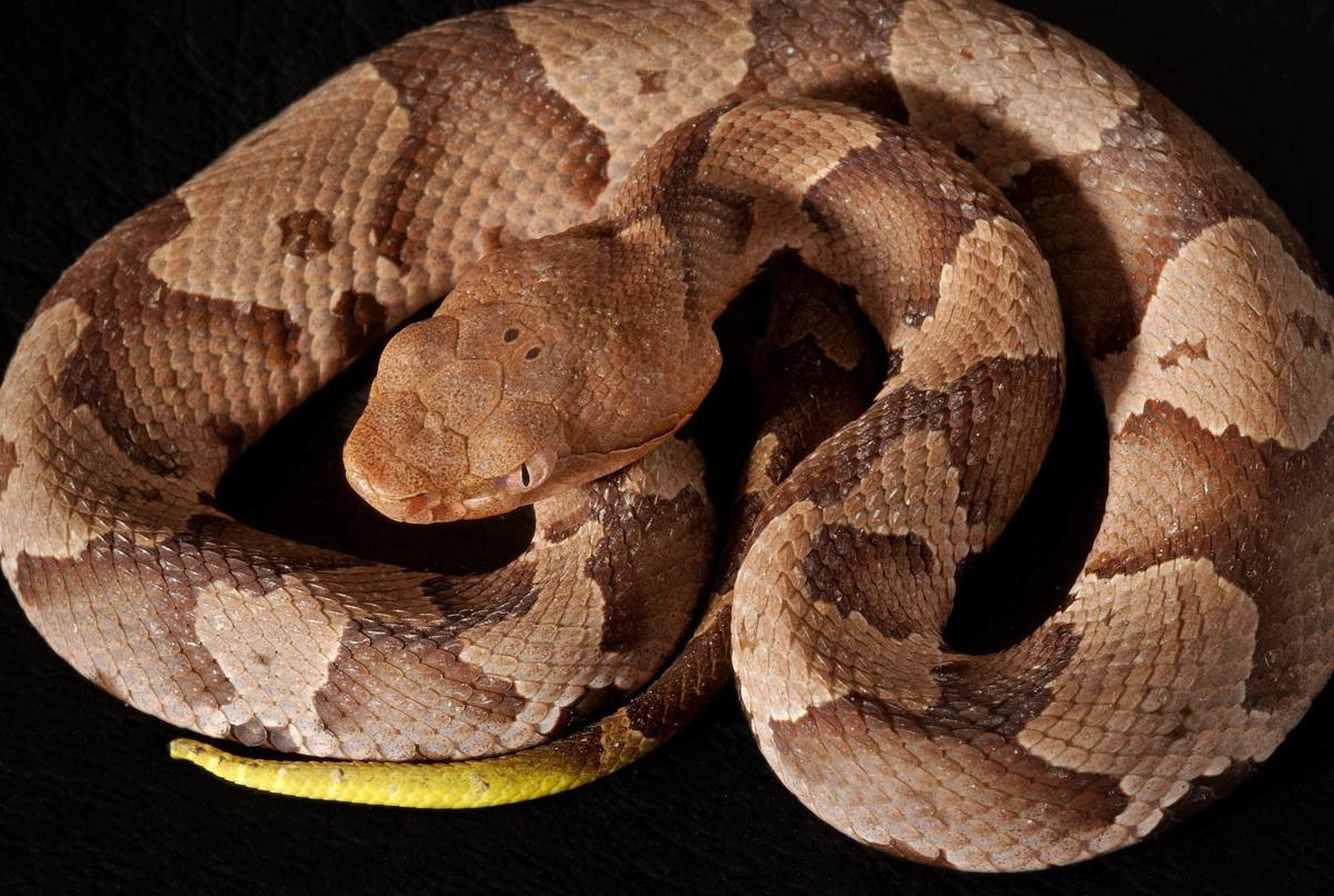 28 southern-copperhead-1329055_1920.jpg