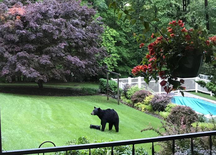 Bear spotted in Marion neighborhoods