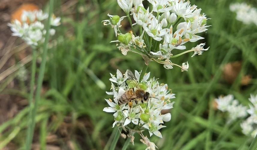 What Should I be doing in the Apiary this month? September