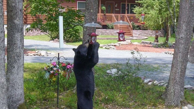 A bear eats from a bird feeder in this undated photo from the N.C. Wildlife Resources Commission.